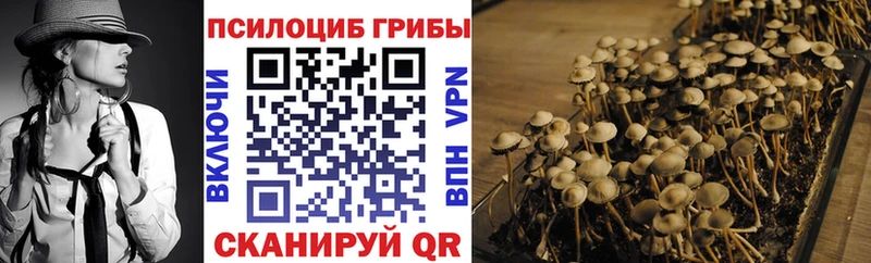 Купить где  Кудымкар  Галлюциногенные грибы Psilocybe 